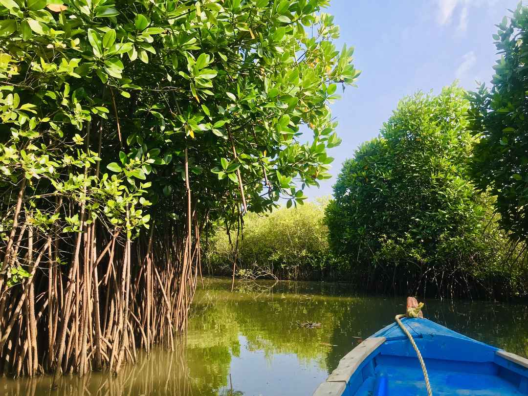 PICHAVARAM MANGROVE FOREST