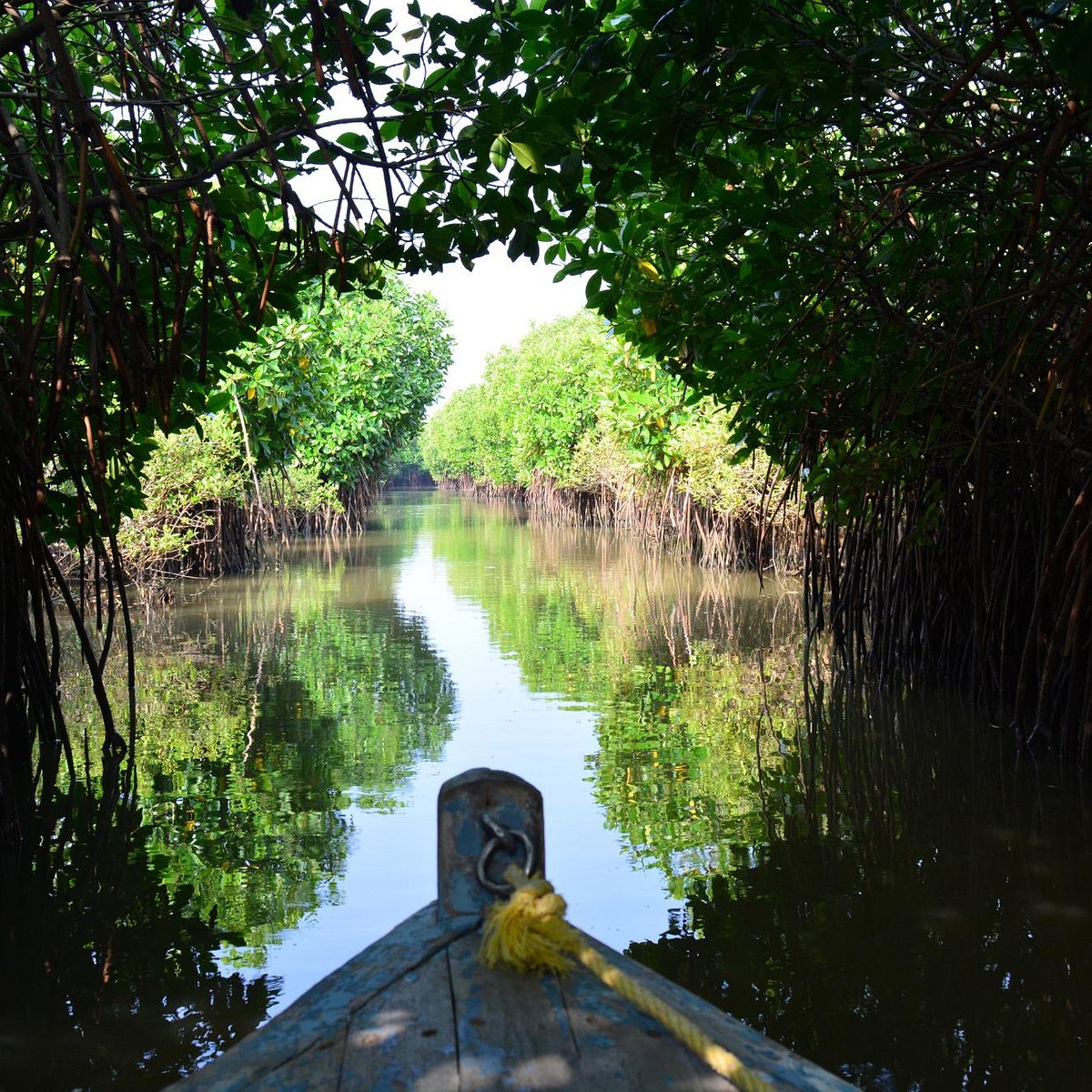 PICHAVARAM MANGROVE FOREST